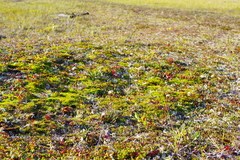 Tephroseris integrifolia atropurpurea