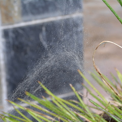 Euprosthenops bayaonianus