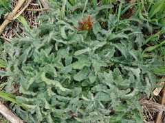 Cirsium kamtschaticum