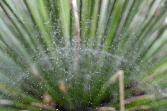 Euprosthenops bayaonianus