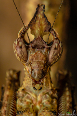 Stenophylla lobivertex