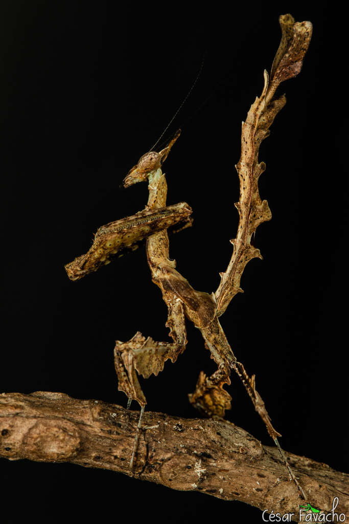Dragon Mantis from Melgaço - PA, 68490-000, Brasil on September 15 ...