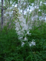 Actaea simplex