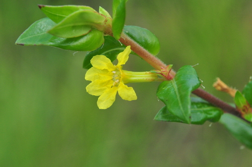 Cuphea brachiata