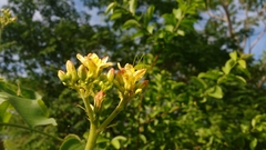 Jatropha mollissima