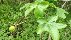 Jatropha mollissima