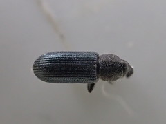 Mecinus janthinus