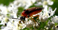Athalia rosae