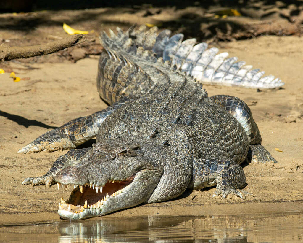 Saltwater Crocodile From Forest Creek Qld 4873, Australia On July 22 