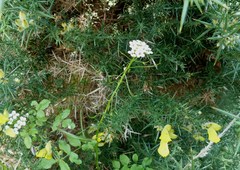 Nasturtium microphyllum