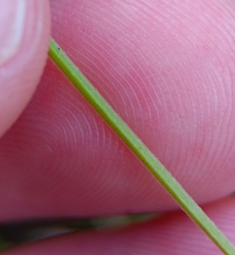 Image of Galium tinctorium by (c) Tyler Ekholm, some rights reserved (CC BY)