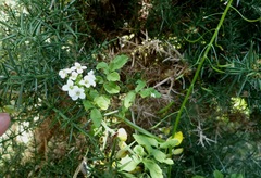 Nasturtium microphyllum