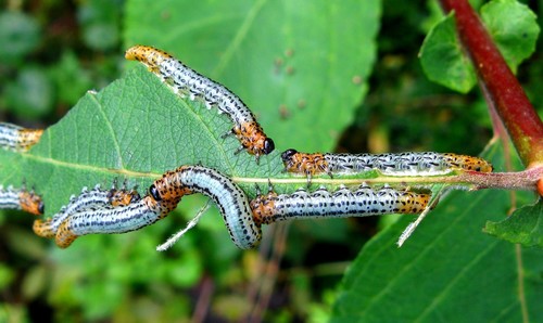 Nematus miliaris · iNaturalist