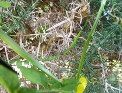 Nasturtium microphyllum