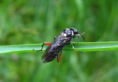 Macrophya punctumalbum