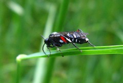 Macrophya punctumalbum