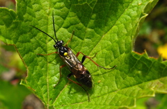 Tenthredopsis stigma