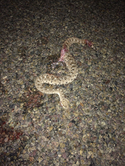 Crotalus cerastes laterorepens