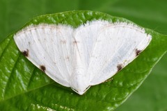 Lomographa bimaculata