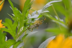Zelus armillatus