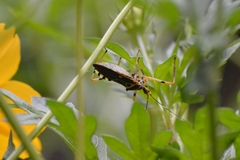 Zelus armillatus