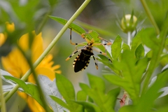 Zelus armillatus