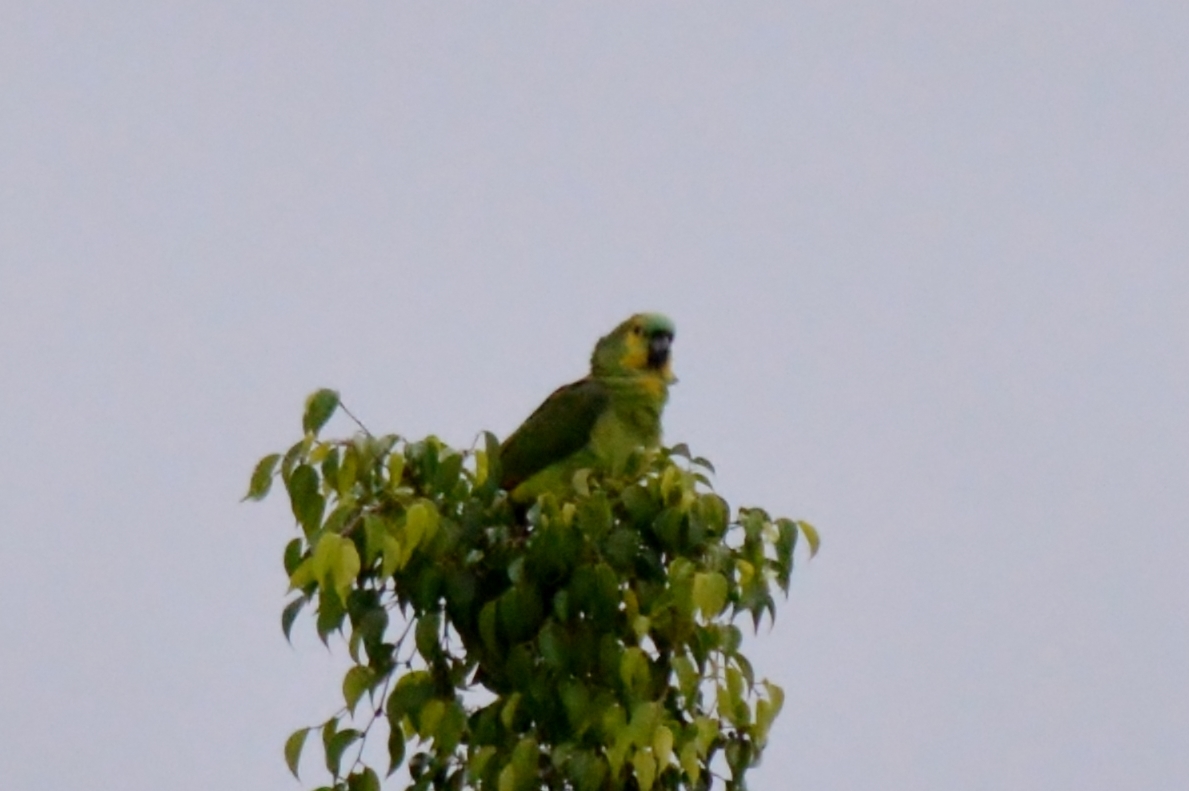 Turquoise-fronted Amazon illustration