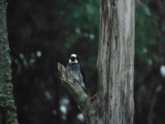Melanerpes formicivorus