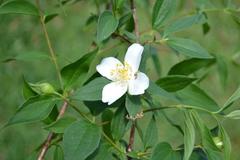 Philadelphus coronarius