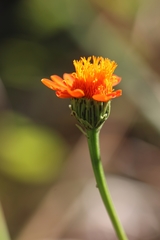 Comaclinium montanum