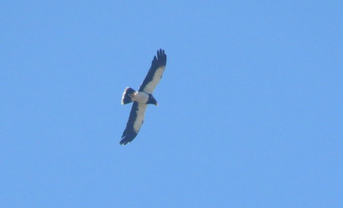 Daptrius megalopterus
