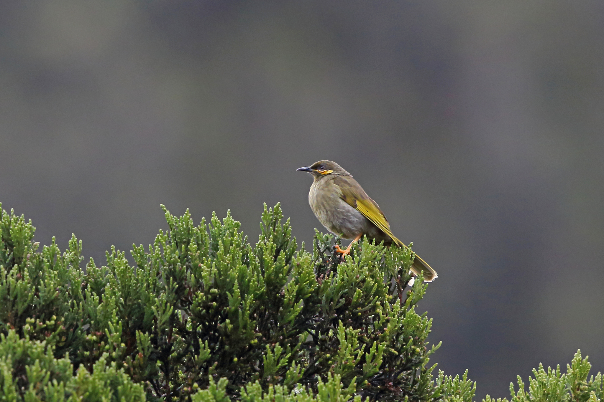 Orange-cheeked Honeyeater illustration