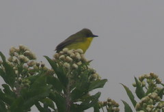 Pseudocolopteryx acutipennis