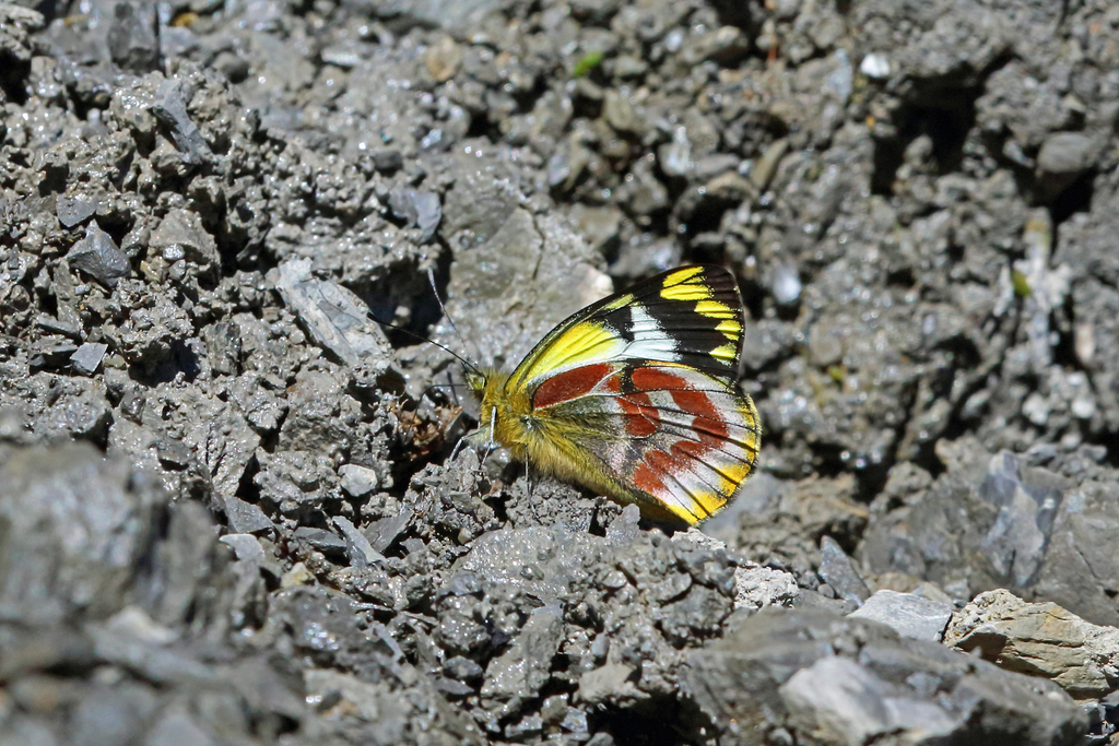 Delias wollastoni