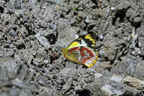 Delias wollastoni