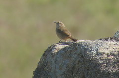 Phacellodomus striaticeps