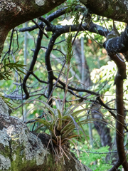 Tillandsia polystachia