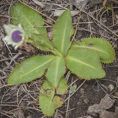 Alepidea thodei