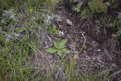 Alepidea thodei