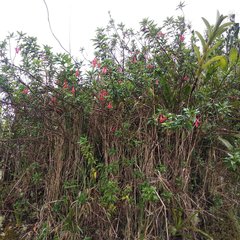 Fuchsia boliviana