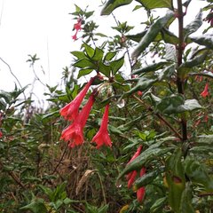 Fuchsia boliviana