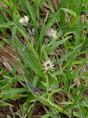 Carex vanheurckii
