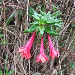 Fuchsia boliviana