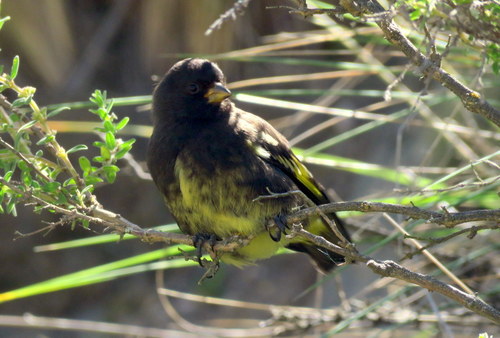 Spinus atratus