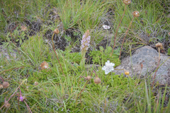 Satyrium neglectum