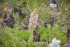Satyrium neglectum