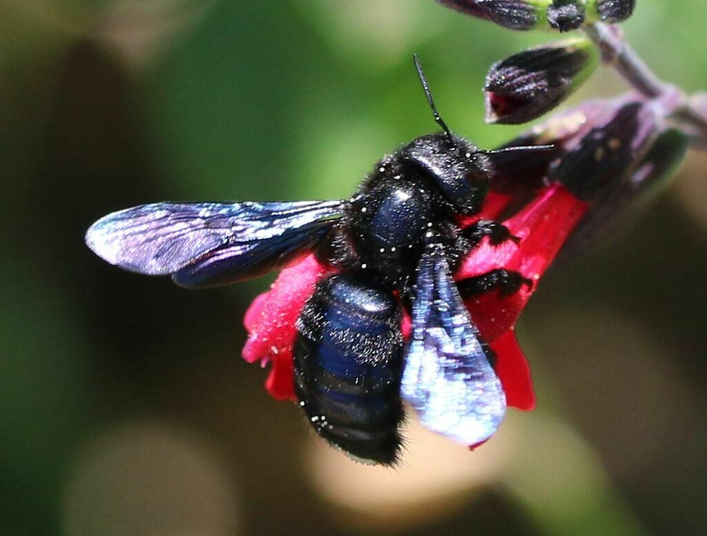 Small Wood Bee