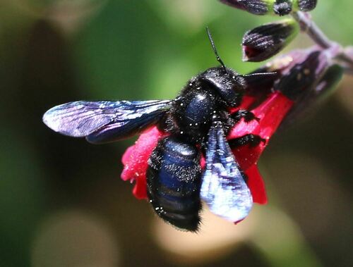 Small Wood Bee