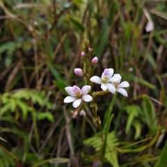 Epidendrum fimbriatum