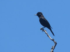 Knipolegus aterrimus